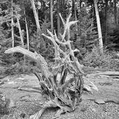 Img-9882